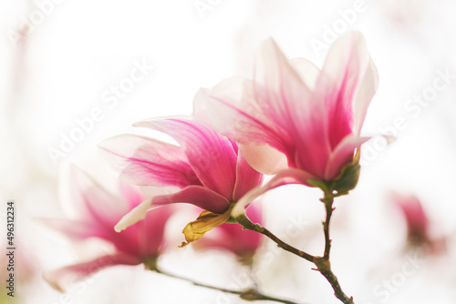 Magnolia tree blossom in spring  soft blurred background with sunshine