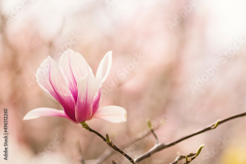 Magnolia tree blossom in spring, soft blurred background with sunshine