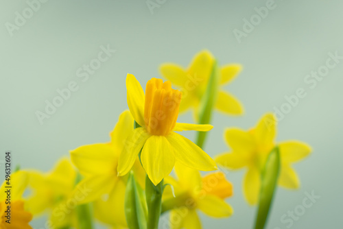 Bunch of blooming daffodils