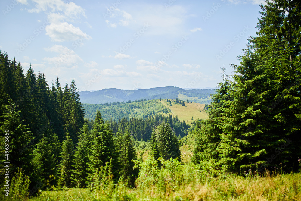 Beautiful mountain and forest in spring, Carpathian mountains, Ukraine, Colorful landscape with hills with green grass and trees, Nature background Beautiful mountain and forest in spring, Carpathian mountains, Ukraine, Colorful landscape with hills with green grass and trees, Nature background