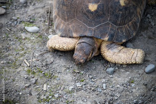 Portrait of earth turtle standing on the land photo