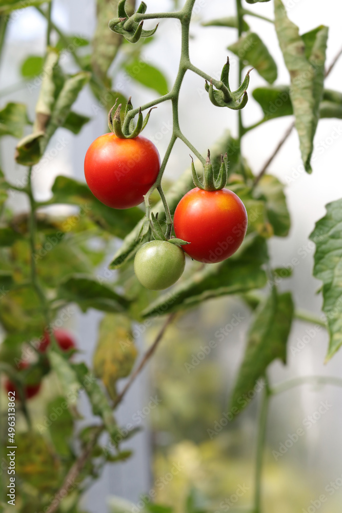 Ripe Tomato plant growing in greenhouse. Tasty red Tomatoes. Branch of fresh tomatoes hanging on trees in organic farm. Autumn . Harvest Concept. Fresh organic vegetables. Healthy eating. Farming. 