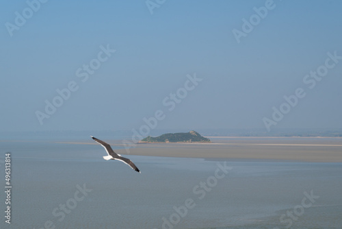 Flying seagull in Mont Saint michel