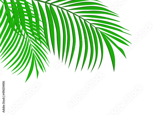 Palm Leaf Background banner. vector Illustration