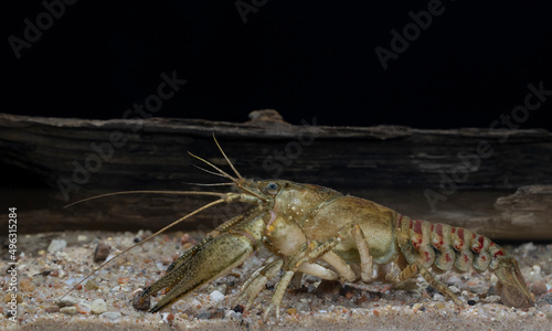 Invasive crayfish species Faxonius limosus, synonym Orconectes limosus.