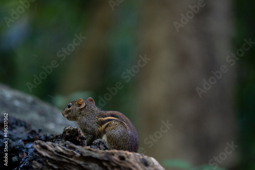 Himalayan striped squirrel