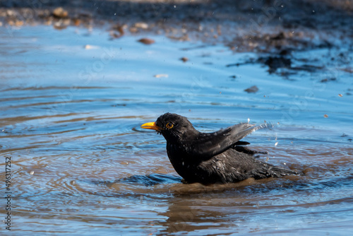 blackbird having a path in a puddle in the countryside © Penny
