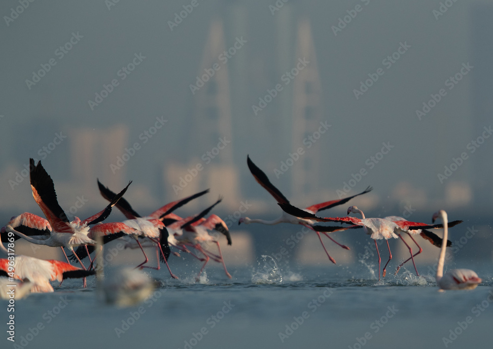 Fototapeta premium Greater Flamingos takeoff with iconic building of Bahrain at the backdrop, Eker creek, Bahrain