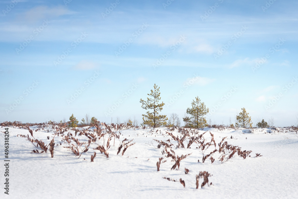 Sunny day in winter field with dry plants and lonely pines. Blue sky above snow meadow, pleasure from walking in winter day.