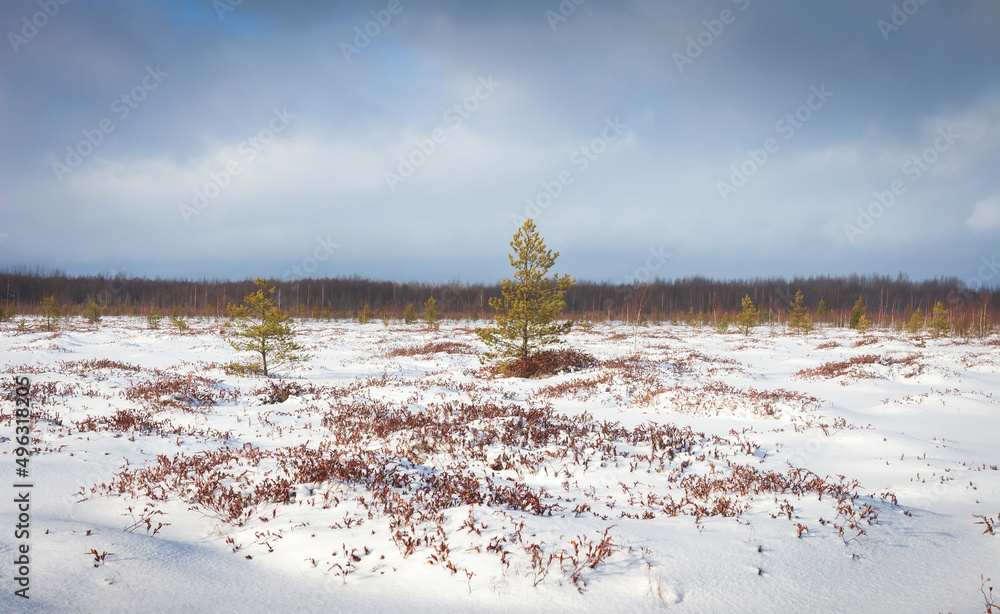 Hiking in winter day through snowy field and coniferous forest. Snowy landscape of meadow covered snow. Dark sky with small sunny rays.