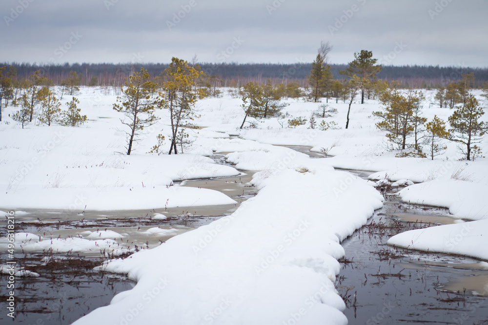 Winter landscape of Yelnya swamp. Winter trail over a swamp. National park in Belarus. It's an overcast day for travelling throught a swamp.