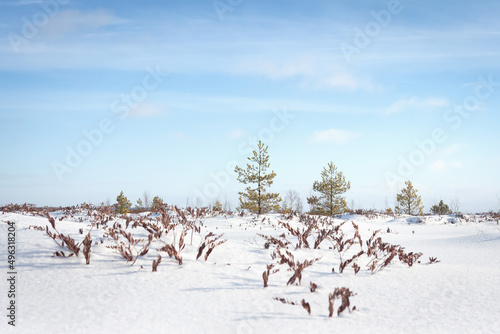 Obraz na płótnie Sunny day in winter field with dry plants and lonely pines. Blue sky above snow meadow, pleasure from walking in winter day. w salonie