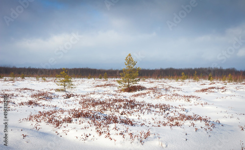 Obraz na płótnie Hiking in winter day through snowy field and coniferous forest. Snowy landscape of meadow covered snow. Dark sky with small sunny rays. w salonie