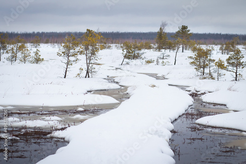 Obraz na płótnie Winter landscape of Yelnya swamp. Winter trail over a swamp. National park in Belarus. It's an overcast day for travelling throught a swamp. w salonie