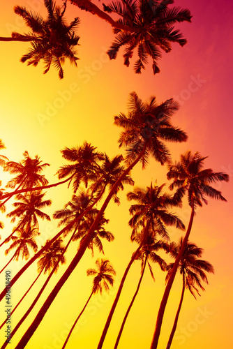 Tropical coconut palm trees silhouettes on beach at sunset