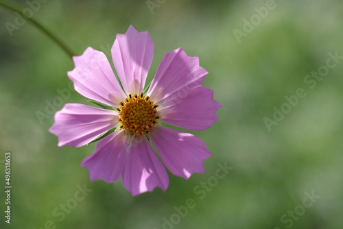 Beautiful blooming Cosmos flower. Macro photography of a flower. Floral background .Colourful Daisies on a pastel background. Picture for screensaver, wallpaper. Cosmos Bipinnatus. Mexican aster