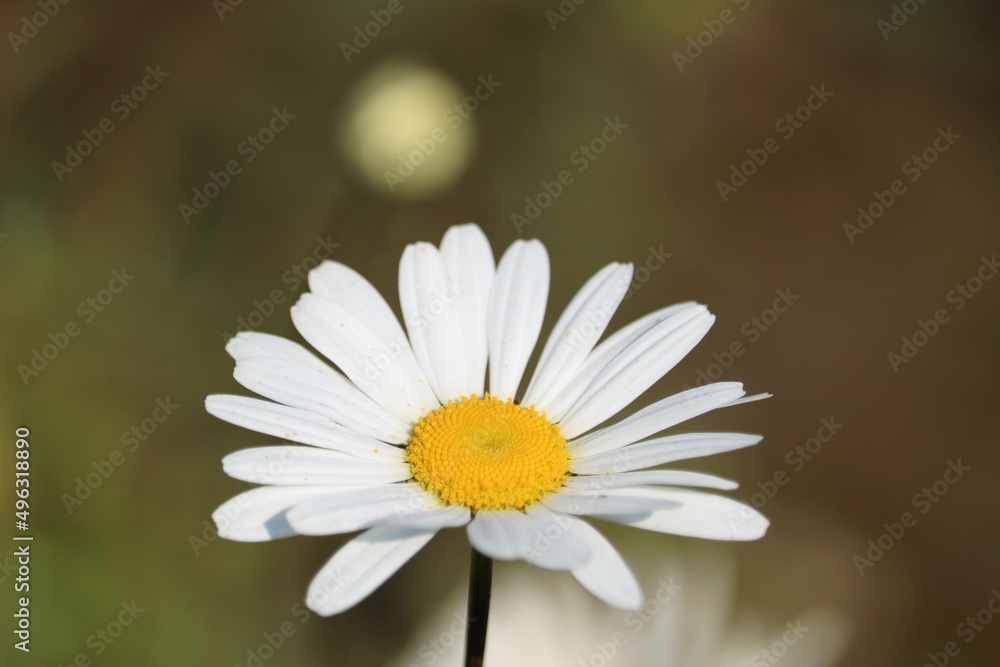 Obraz premium Grande marguerite