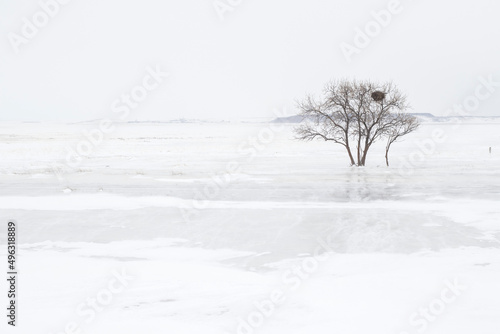 White, Tree, background, Баян аул, Казахстан 