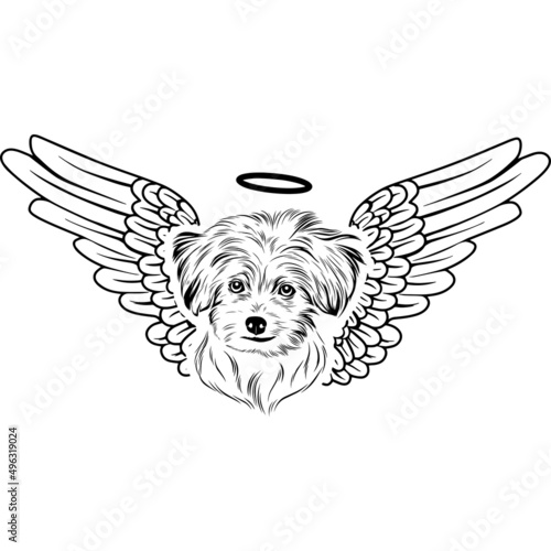 Maltese with Wings and Halo Vector