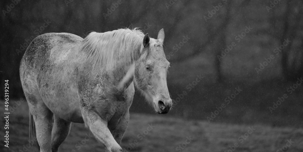 Obraz premium Dirty white horse in rainy weather outdoors on farm with copy space on banner background.