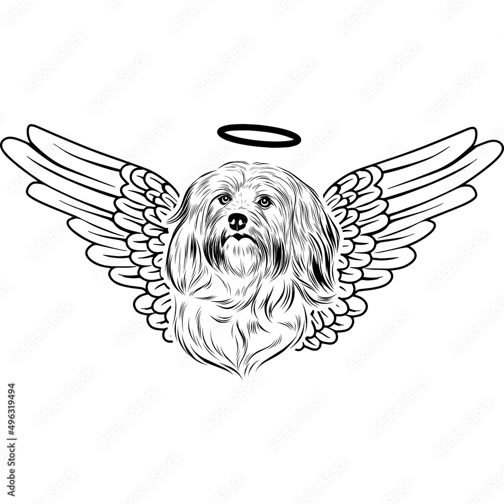 Fototapeta premium Havanese with Wings and Halo Vector