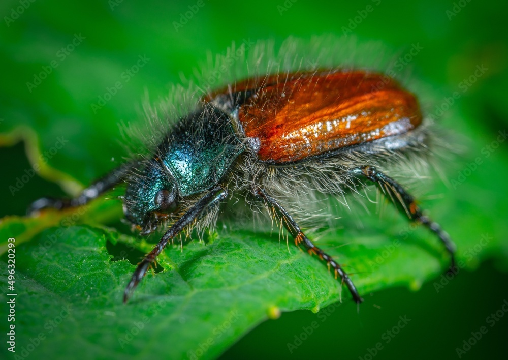 Naklejka premium macro of a bug
