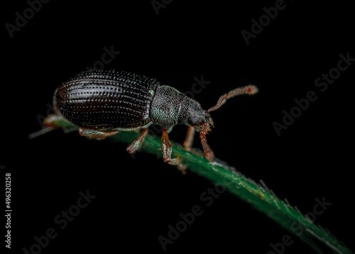bug on black background