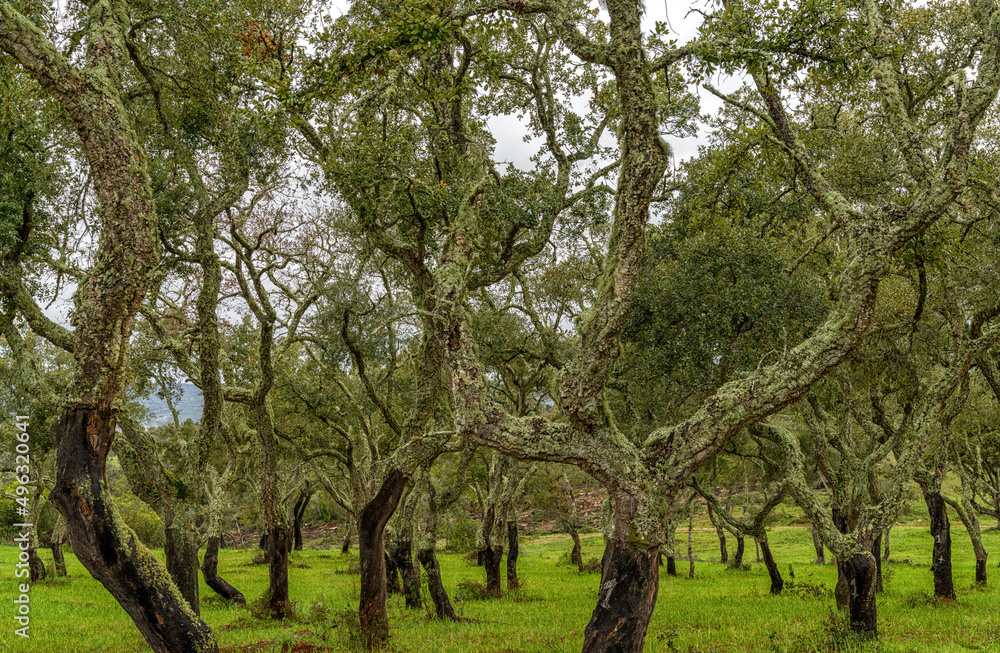 cork oak forest and green meadows in the Alentejo region of Portugal