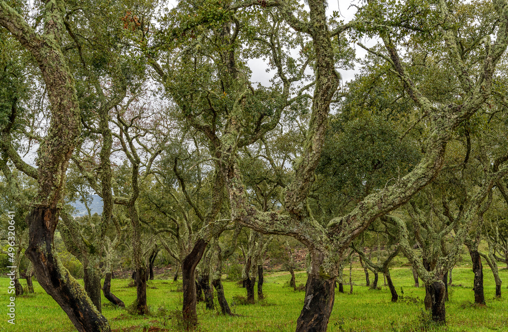 cork oak forest and green meadows in the Alentejo region of Portugal cork oak forest and green meadows in the Alentejo region of Portugal