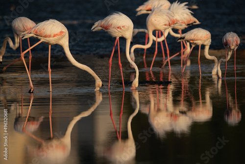 Greater Flamingos feeding at Tubli bay in the morning with dramatic reflection on water, Bahrain