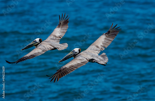 two seagulls in flight © Ramón G.