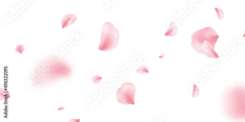 Sakura petal spring blossom on white banner. Flower flying background. Pink rose composition. Beauty Spa product frame. Valentine romantic card. Light delicate pastel design. Vector illustration photo