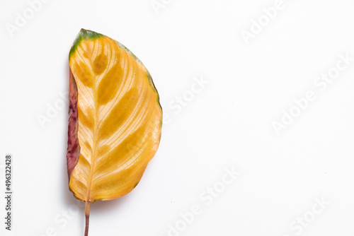 Calathea Makoyana leaf in yellow with isolated white background. Over water issue that cause the root rotten. Over fertilize might cause yellow too photo