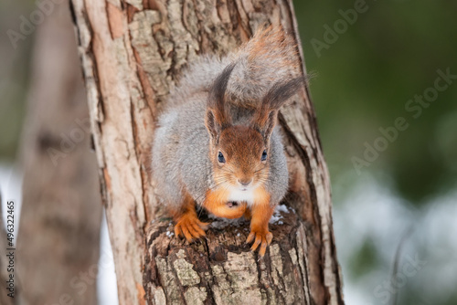 Red squirrel sitting on a tree branch in winter forest and nibbling seeds on snow covered trees background © alexbush