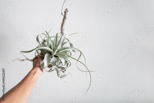 Hand holding Tillandsia Xerographica setting on wood stick in isolated white background. Tillandsia  Xerographica is a species in the genus Tillandsia. photo