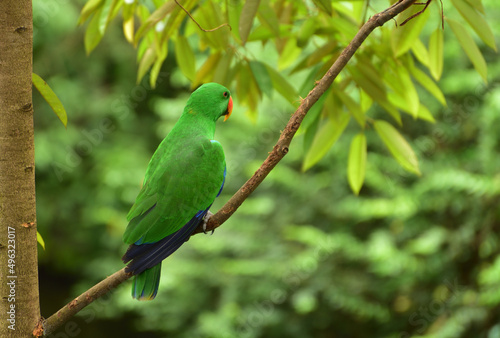 Bird perching on branch. The eclectus parrot, Eclectus roratus is a parrot native to Indonesia, locally known as Nuri Bayan