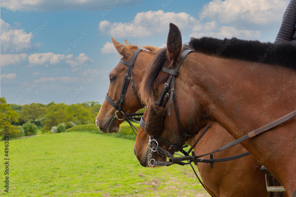 Look at that view-two tacked up horses stand looking into the distance in the Shropshire countryside whilst being ridden for leisure. Look at that view-two tacked up horses stand looking into the distance in the Shropshire countryside whilst being ridden for leisure.