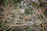 White throated sparrow perched on the branch of a burning bush in early spring