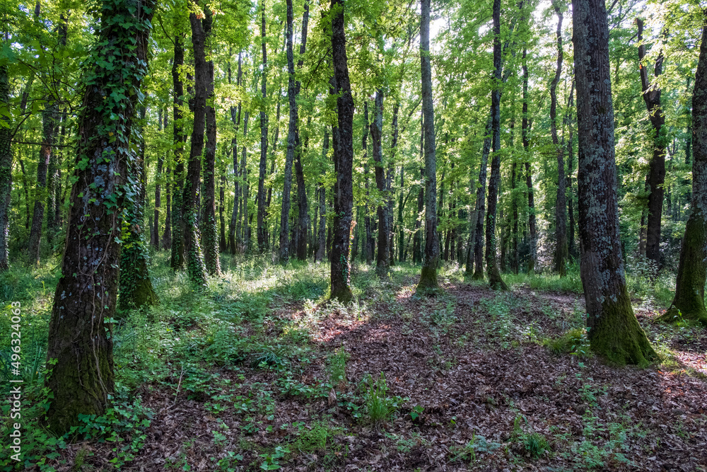 San Celso wood, near Bracciano, from where you can see the Bracciano lake. San Celso wood, near Bracciano, from where you can see the Bracciano lake.