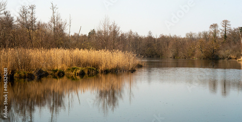 Roseliere, Etang aux Pointes, Chemin des marais, Marais de Fontenay, Marais des Basses Vallées de l'Essonne et de la Juine, Essonne, 91