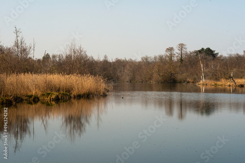 Roseliere, Etang aux Pointes, Chemin des marais,  Marais de Fontenay, Marais des Basses Vallées de l'Essonne et de la Juine, Essonne, 91