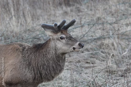 Fototapeta samoprzylepna jeleń ,żubr, drzew, słońce, charakter, krajobraz, iskra, mgła, droga, poranek, zima, wschody, sundown, światło słoneczne, jesienią, park, niebo, woda, mgiełka, atramentowy, drewna, rzeka, śnieg, noc, 