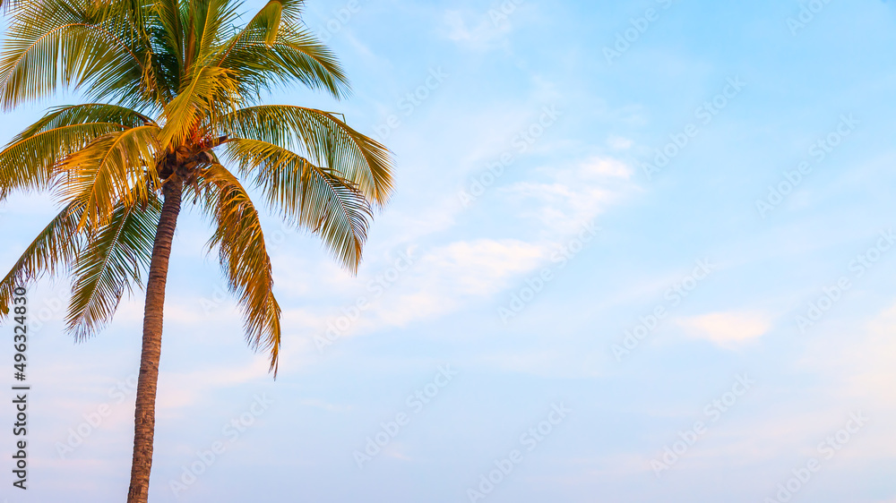 Palm tree at tropical seaside against the blue sky