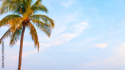 Palm tree at tropical seaside against the blue sky