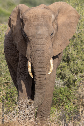 African elephant, Addo Elephant National Park