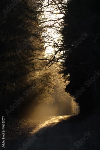 Fototapeta samoprzylepna Droga Leśna Białowieża Puszcza