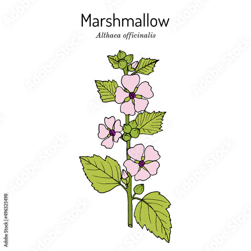 Marsh mallow or marshmallow Althaea officinalis , medicinal and ornamental plant