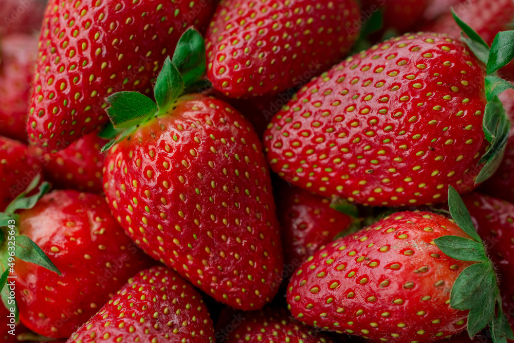 Fresh Strawberry background, hand picked ripe strawberry right from fields