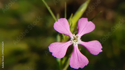purple orchid flower