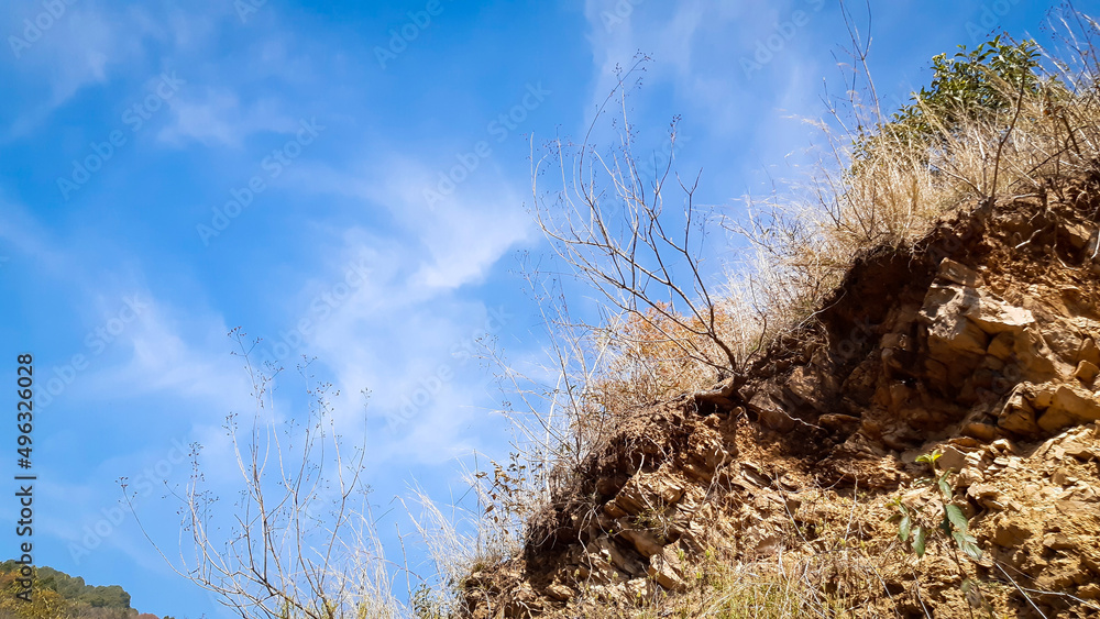 Fototapeta premium grass and sky